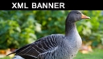 xml banner rotator slideshow gallery xml banner rotator slideshow gallery