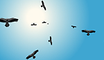 vultures animation vultures animation