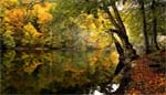 Water and Leafs 