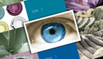 FullScreen XML Gallery 