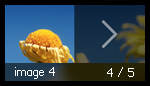 xml gallery 