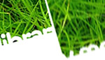 Image Transition Effect
